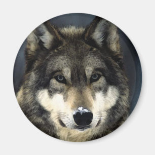 Wolf Magneet
