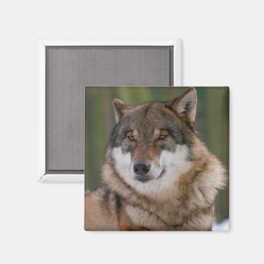 Wolf Magneet (Voorkant / Achterkant)