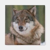 Wolf Magneet (Voorkant)