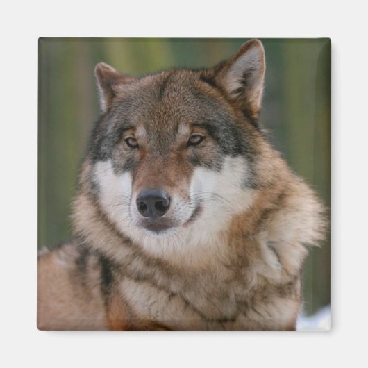Wolf Magneet (Voorkant)