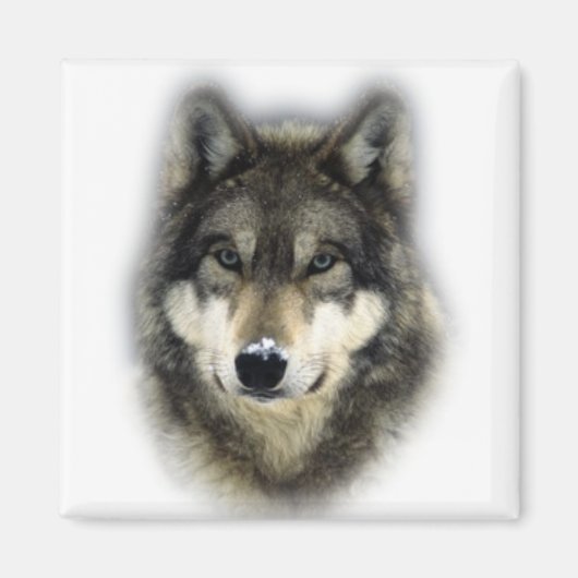 Wolf Magneet (Voorkant)