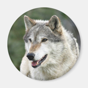 Wolf Magneet