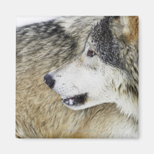 Wolf Magneet