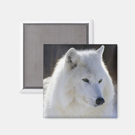 Wolf Magneet (Voorkant / Achterkant)