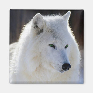 Wolf Magneet