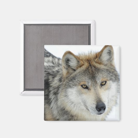 Wolf Magneet (Voorkant / Achterkant)