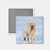 Wolf Magneet (Voorkant / Achterkant)