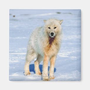 Wolf Magneet