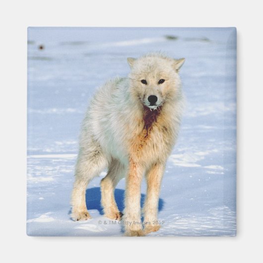 Wolf Magneet (Voorkant)