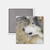 Wolf Magneet (Voorkant / Achterkant)