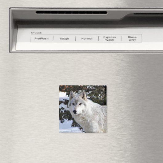 wolf magneet (Insitu (Vaatwasser))