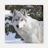 wolf magneet (Voorkant)