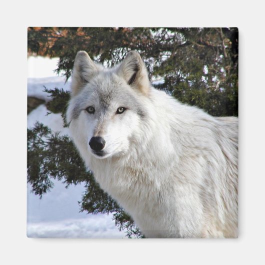 wolf magneet (Voorkant)