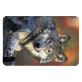 Wolf Magnet Magneet (Horizontaal)
