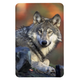 Wolf Magnet Magneet