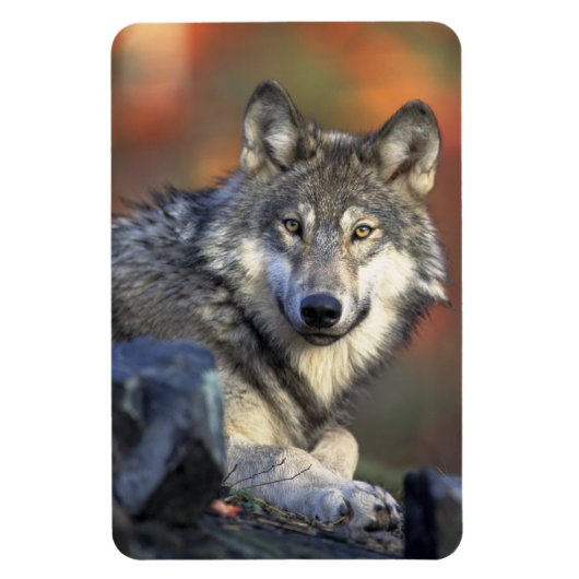 Wolf Magnet Magneet (Verticaal)