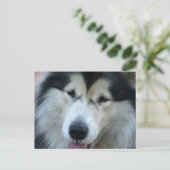 Wolf Malamute Afbeelding Briefkaart (Staand voorkant)