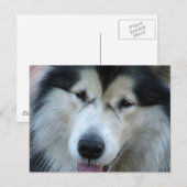 Wolf Malamute Afbeelding Briefkaart (Voorkant / Achterkant)