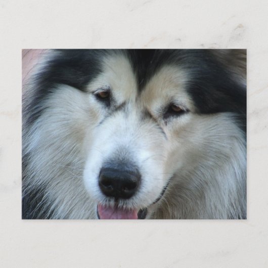 Wolf Malamute Afbeelding Briefkaart (Voorkant)