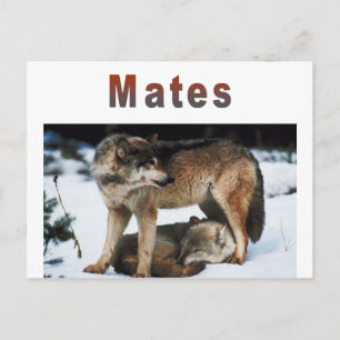 Wolf Mates Line Briefkaart