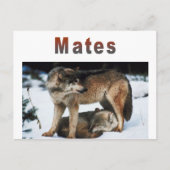Wolf Mates Line Briefkaart (Voorkant)