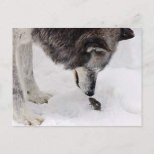 Wolf Meets Mouse Briefkaart