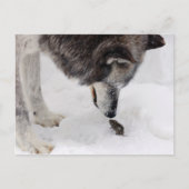 Wolf Meets Mouse Briefkaart (Voorkant)