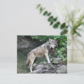 wolf met prooi briefkaart (Staand voorkant)