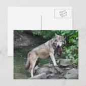 wolf met prooi briefkaart (Voorkant / Achterkant)
