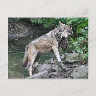 wolf met prooi briefkaart