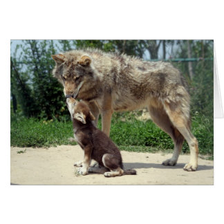 wolf met pup