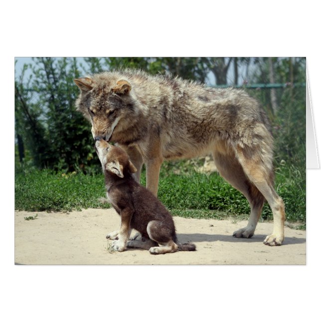 wolf met pup (Voorkant Horizontaal)