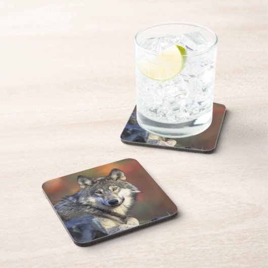 Wolf Onderzetter Set (Rechterzijde)