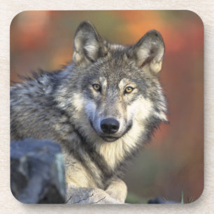 Wolf Onderzetter Set