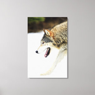Wolf op de prowl canvas afdruk
