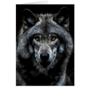 Wolf Oranje Ogen Wilde Dier Natuur