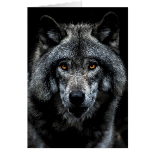 Wolf Oranje Ogen Wilde Dier Natuur (Voorkant)