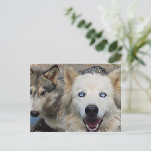 Wolf Pack Briefkaart (Staand voorkant)