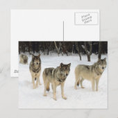 Wolf Pack Briefkaart (Voorkant / Achterkant)