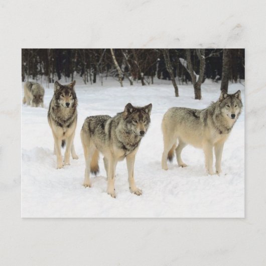 Wolf Pack Briefkaart (Voorkant)