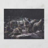 Wolf Pack Briefkaart (Voorkant)