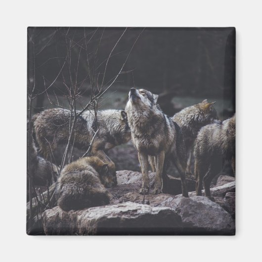 Wolf Pack Magnet (Voorkant)