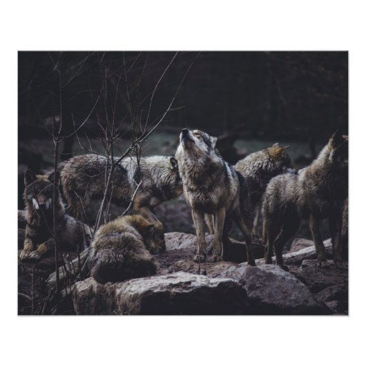 Wolf Pack Perfect Poster (Voorkant)