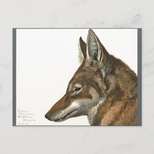  Wolf Painting Zelden Briefkaart (Voorkant)