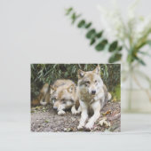Wolf Pair Resting in the Bossen Wildlife Briefkaart (Staand voorkant)