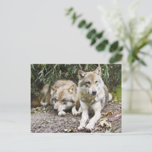 Wolf Pair Resting in the Bossen Wildlife Briefkaart (Staand voorkant)
