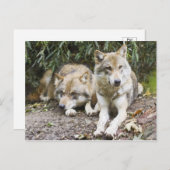 Wolf Pair Resting in the Bossen Wildlife Briefkaart (Voorkant / Achterkant)