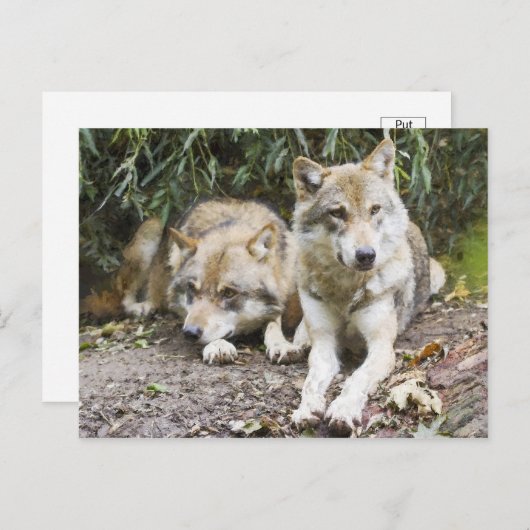 Wolf Pair Resting in the Bossen Wildlife Briefkaart (Voorkant / Achterkant)
