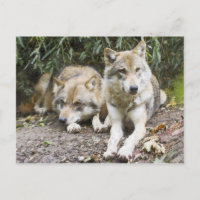 Wolf Pair Resting in the Bossen Wildlife