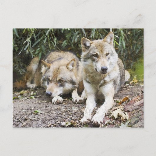 Wolf Pair Resting in the Bossen Wildlife Briefkaart (Voorkant)